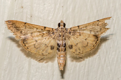 Tylostega
