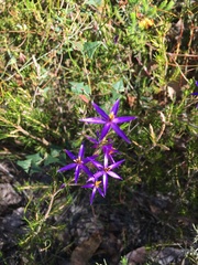 Calectasia intermedia