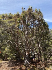 Dracophyllum traversii