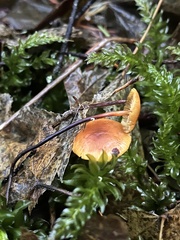 Heimiomyces fulvipes