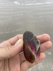 Modiolus americanus