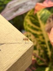 Cosmophasis bitaeniata