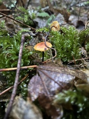 Heimiomyces fulvipes