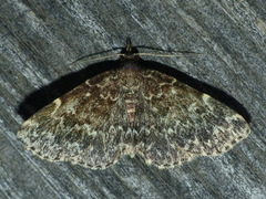 Idia scobialis