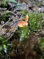 Heimiomyces fulvipes