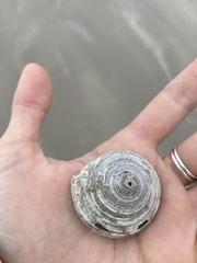 Architectonica nobilis