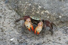 Parasesarma erythodactylum