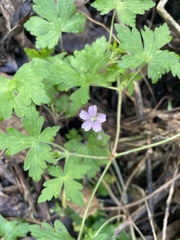 Geranium seemannii