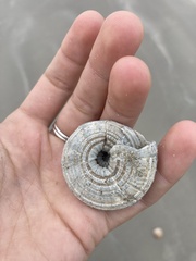 Architectonica nobilis