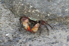 Parasesarma erythodactylum