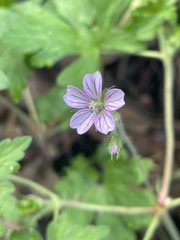 Geranium seemannii
