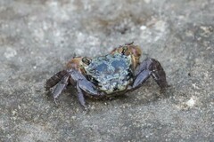 Parasesarma erythodactylum