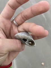 Architectonica nobilis
