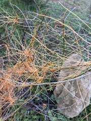 Cuscuta californica
