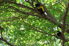 Cassiculus melanicterus