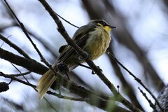 Lichenostomus melanops