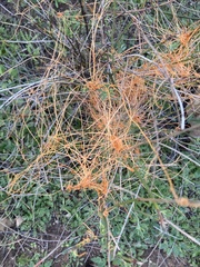 Cuscuta californica