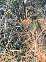 Cuscuta californica
