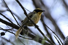 Lichenostomus melanops
