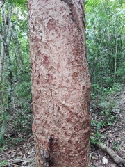 Bursera simaruba