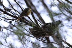 Lichenostomus melanops