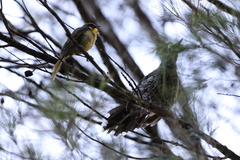 Lichenostomus melanops