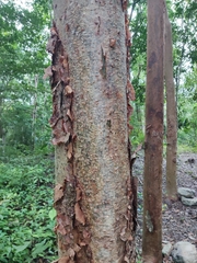 Bursera simaruba