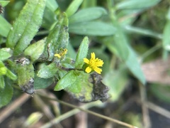 Calyptocarpus vialis