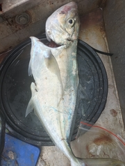 Caranx papuensis