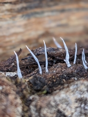 Xylaria hypoxylon