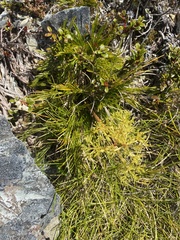 Aciphylla polita