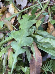 Disocactus anguliger