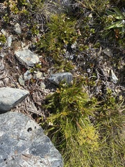 Aciphylla polita