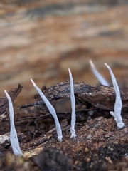 Xylaria hypoxylon