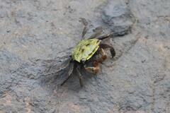 Parasesarma erythodactylum