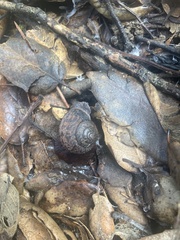 Helminthoglypta nickliniana