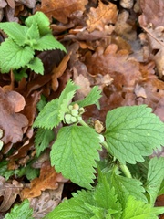 Lamium album