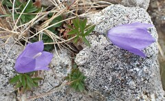 Campanula rotundifolia