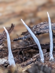 Xylaria hypoxylon