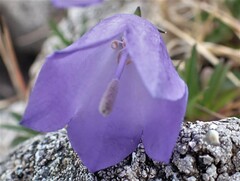 Campanula rotundifolia
