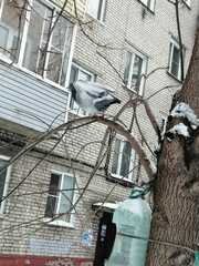 Columba livia domestica