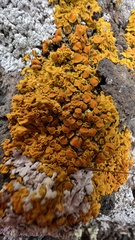 Xanthoria parietina