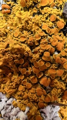 Xanthoria parietina