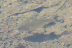 Acanthopagrus australis