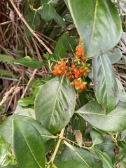 Coprosma