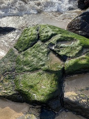 Ulva