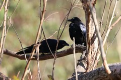 Corvus coronoides