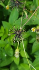 Bidens alba
