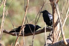 Corvus coronoides