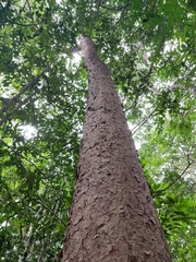 Bursera simaruba